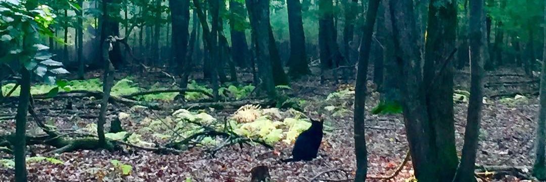 forest cat